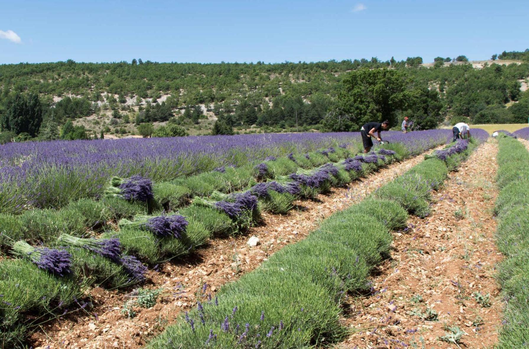 Le Gite De Lolivier En Provence Aramon 外观 照片